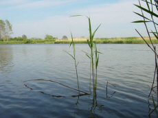 Karavaniala Camping Rafael - puhkus Łebas Läänemere ääres 04